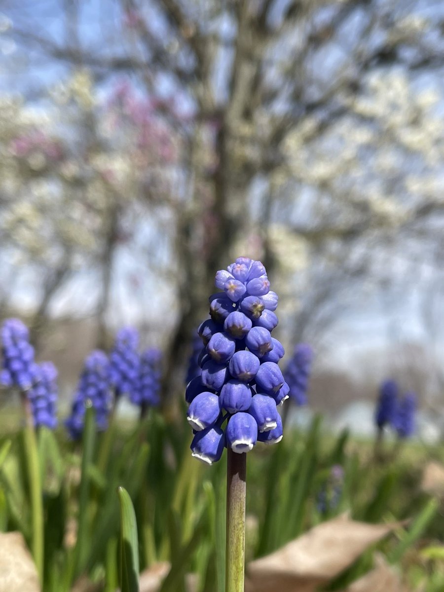 Blue star❀.*・(*ˊᵕˋ*)🌼 tweet media