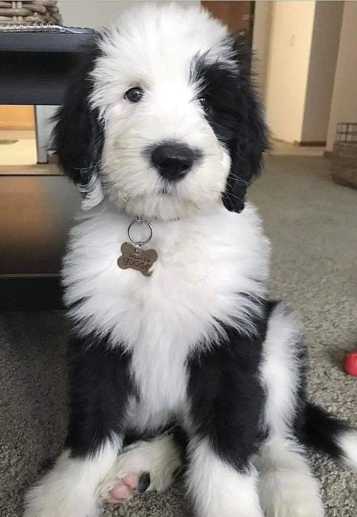 What would you name him ?