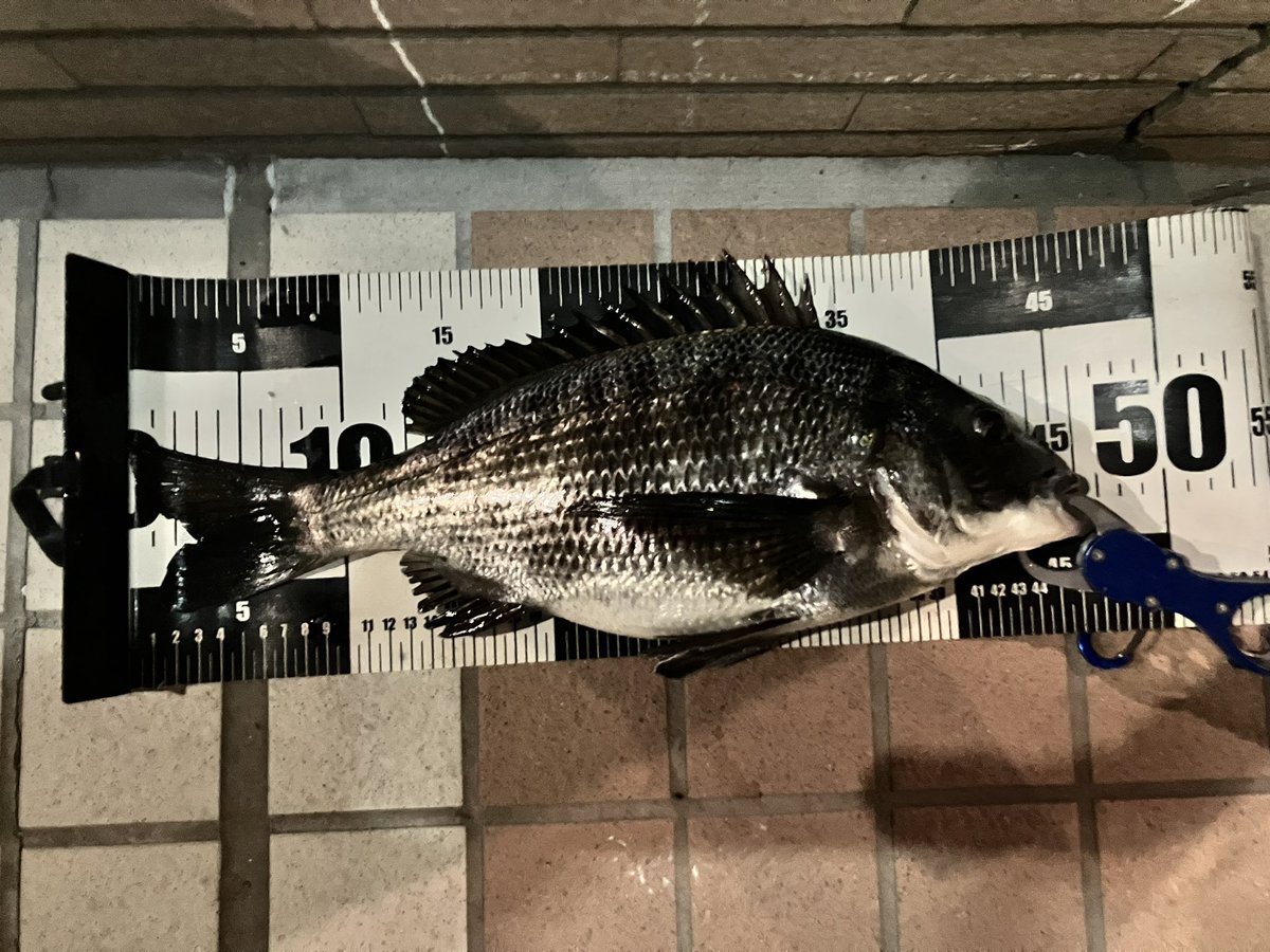 夜ヘチ部活動夜練！
今日も歳無し！
臨月なのか？お腹が大きいです。