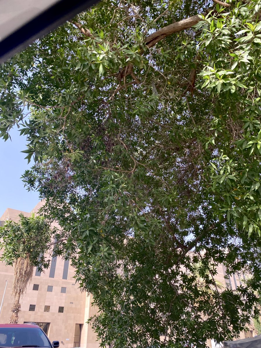 رِي tweet media