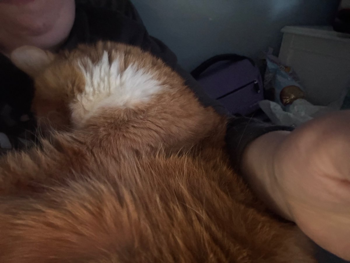 Trying to play sims but had to pause so I could cuddle this big baby. He’s so demanding.