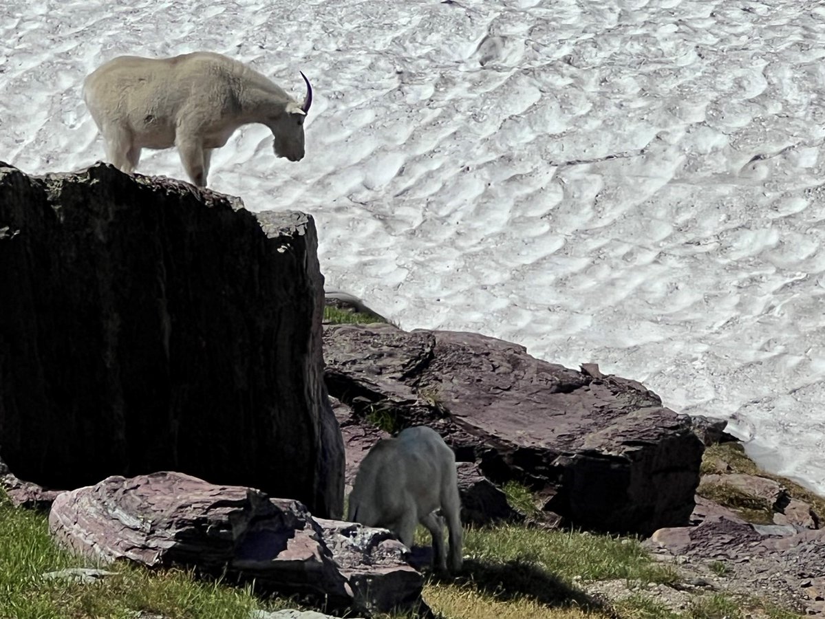 USGS in Montana tweet media