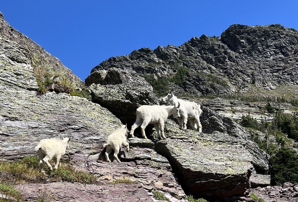 USGS in Montana tweet media