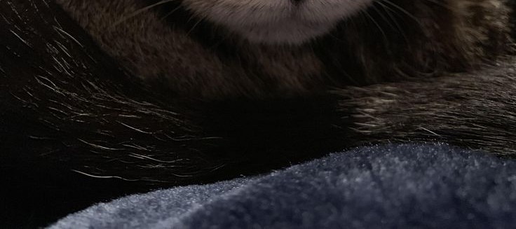 مـــــــهـMahaـا tweet media