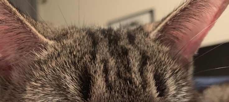 مـــــــهـMahaـا tweet media