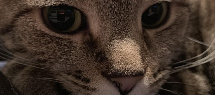 مـــــــهـMahaـا tweet media