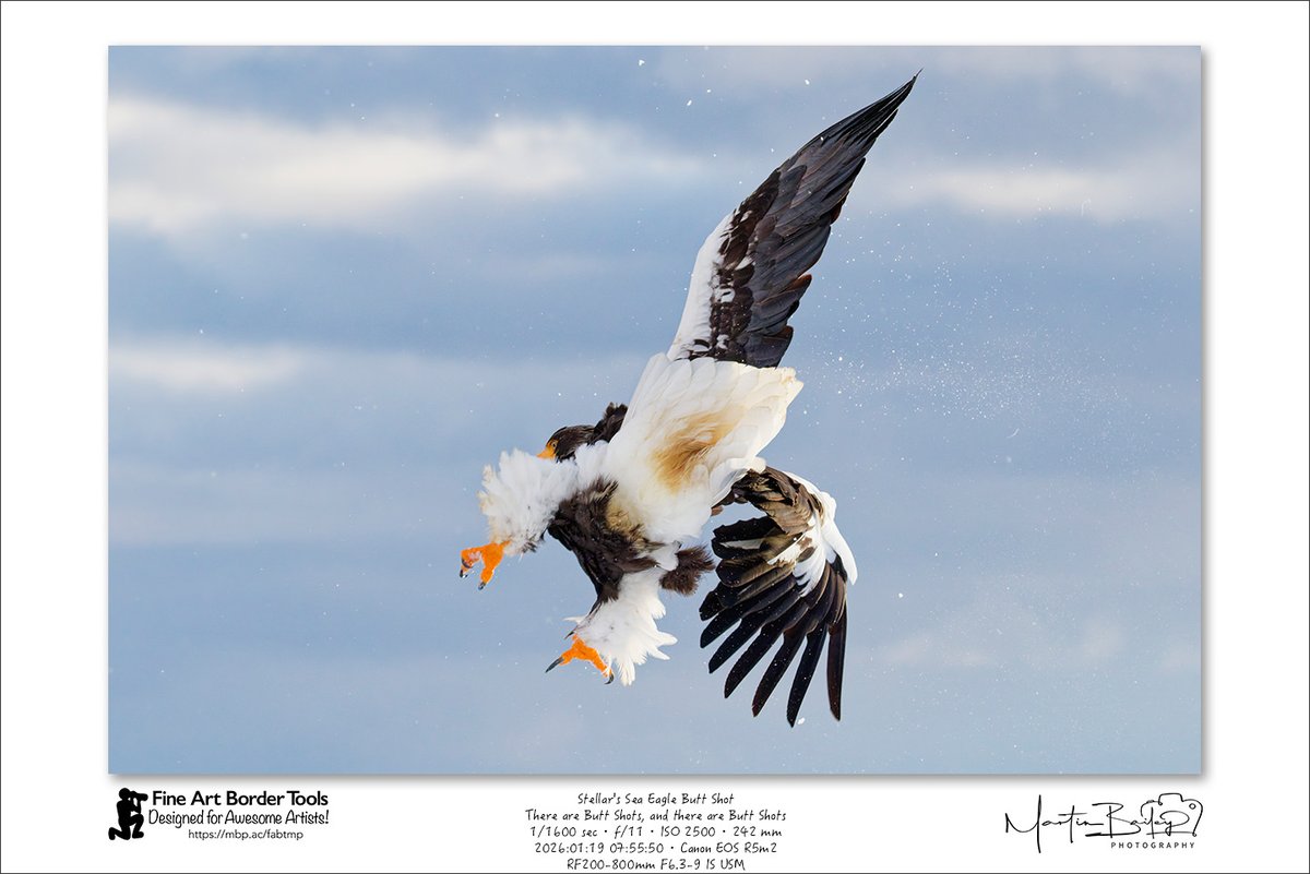 MartinBailey's tweet photo. The Steller's Sea Eagle Butt Shot to beat them all. I shot this over the harbour wall in the Rausu Fishing Port during my first winter wildlife tour of the season. #Hokkaido #Rausu #StellersSeaEagle #Raptor #Eagle https://t.co/siCjuuqRIE