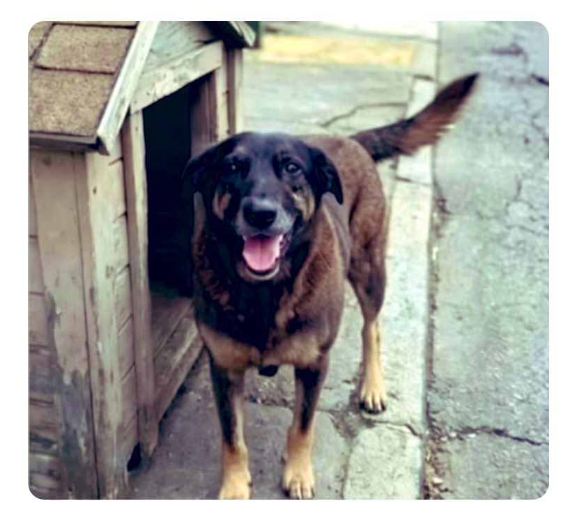 janis_acfv's tweet photo. Dizem que os cães são anjos que nascem sem asas, então Deus lhes deu orelhas para que pudessem ouvir nossos segredos mais profundos e o bater do nosso coração. O céu ganhou um par de orelhas atento e um rabo que nunca cansa de abanar.
Estamos clamando justiça por você Orelha 🐾
#JustiçaPorOrelha 
QUEBRA DE SIGILO
