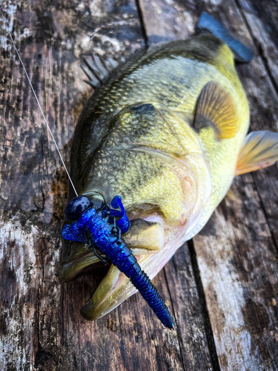 FishLabTackle's tweet image. Big Results. 
Whether you’re fishing pressured waters or targeting finicky bass, the Flutter Nymph delivers realistic movement that triggers strikes when other baits get ignored. 

👇 How would you rig it...Ned, drop shot, or jighead?

#FishLabTackle #NatureSeries #FlutterNymph