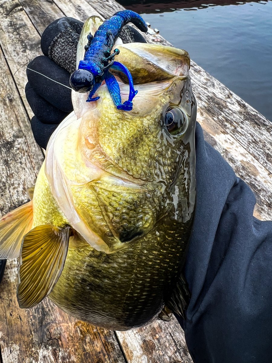 FishLabTackle's tweet image. Big Results. 
Whether you’re fishing pressured waters or targeting finicky bass, the Flutter Nymph delivers realistic movement that triggers strikes when other baits get ignored. 

👇 How would you rig it...Ned, drop shot, or jighead?

#FishLabTackle #NatureSeries #FlutterNymph