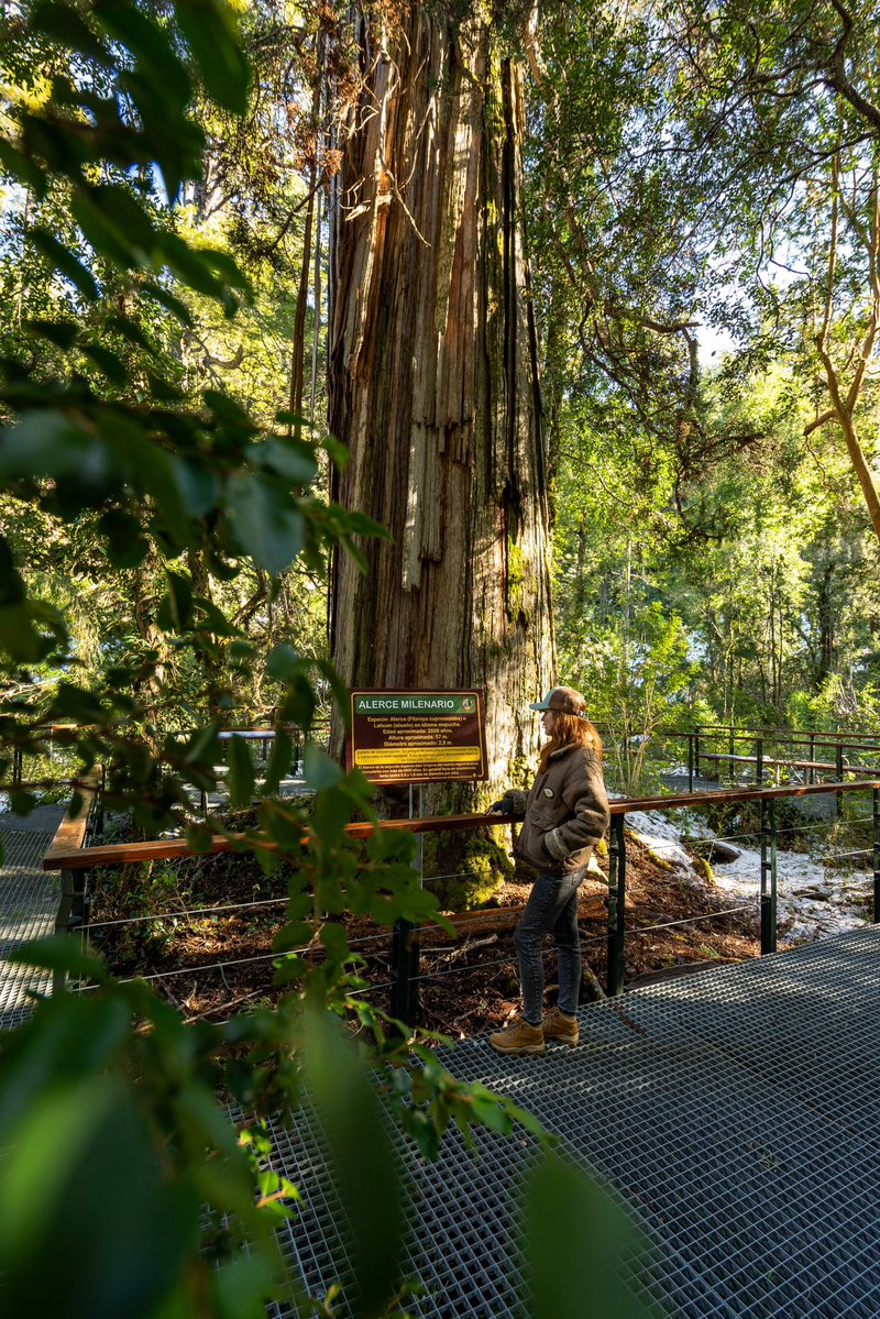 MConurbasic's tweet image. Milei está por quemar el ALERZAL MILENARIO, en donde hay árboles de más de 4.000 años, para que se quede con las tierras el estado GENOCIDA de lSRAEL, que tiene menos de 80 años de vida.

🔥🔥🔥FUERA MILEI. FUERA lSRAEL DE LA PATAGONIA🔥🔥🔥