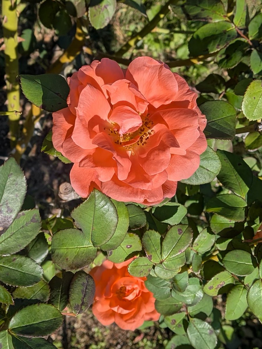 rosemama (@diary_rosemama) / Posts / X