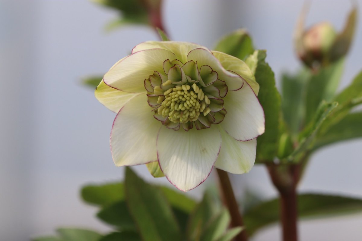 ohgi_nursery (@OhgiNursery) / Posts / X