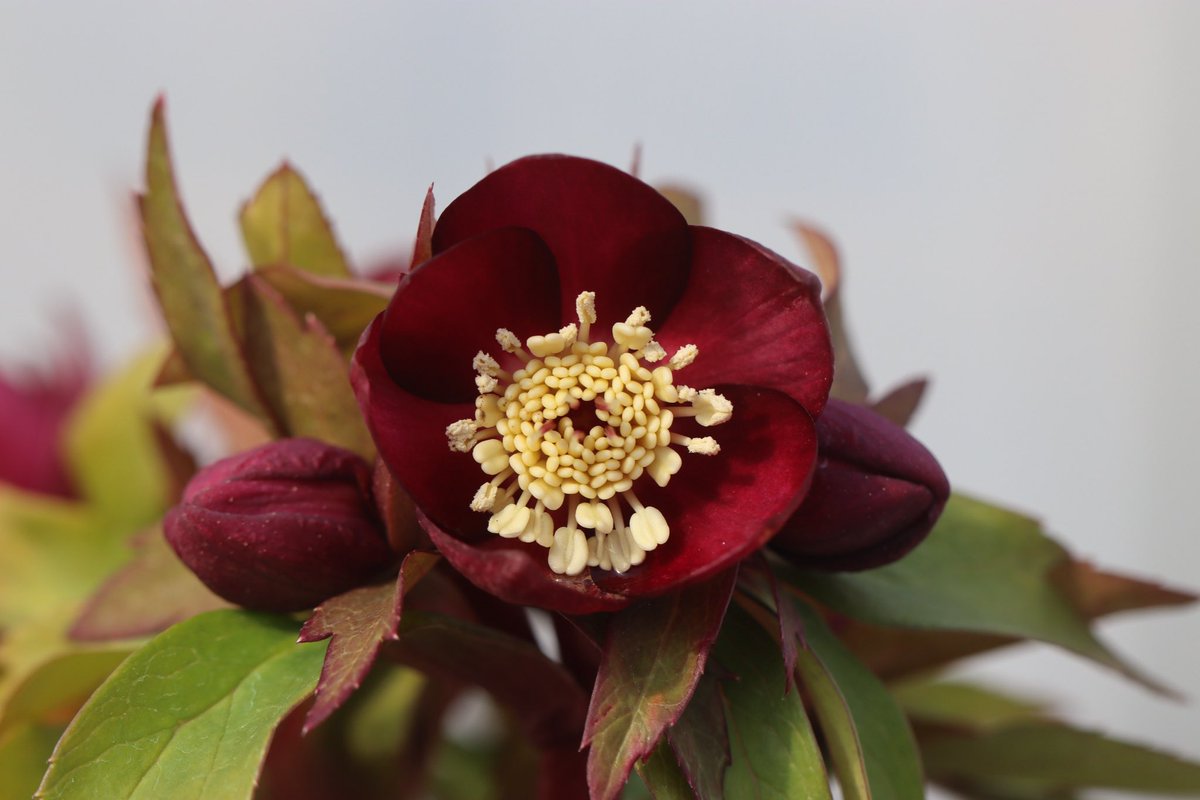 ohgi_nursery (@OhgiNursery) / Posts / X