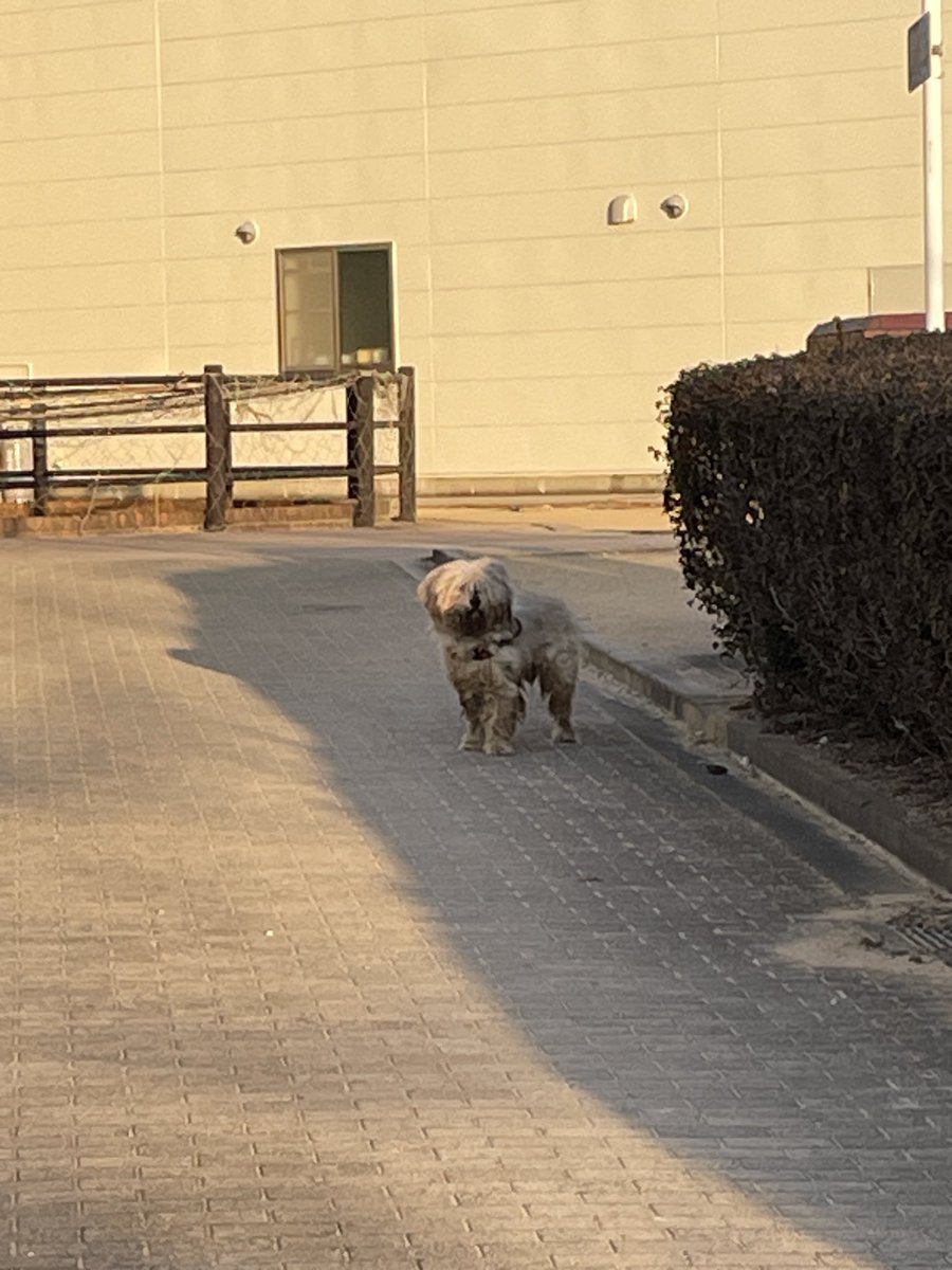 Moritarou3C's tweet photo. #迷い犬 
神戸市北区、三田市
むくむくした白のワンコです。
赤のオシャレな首輪がみえます https://t.co/Djp3biDM46