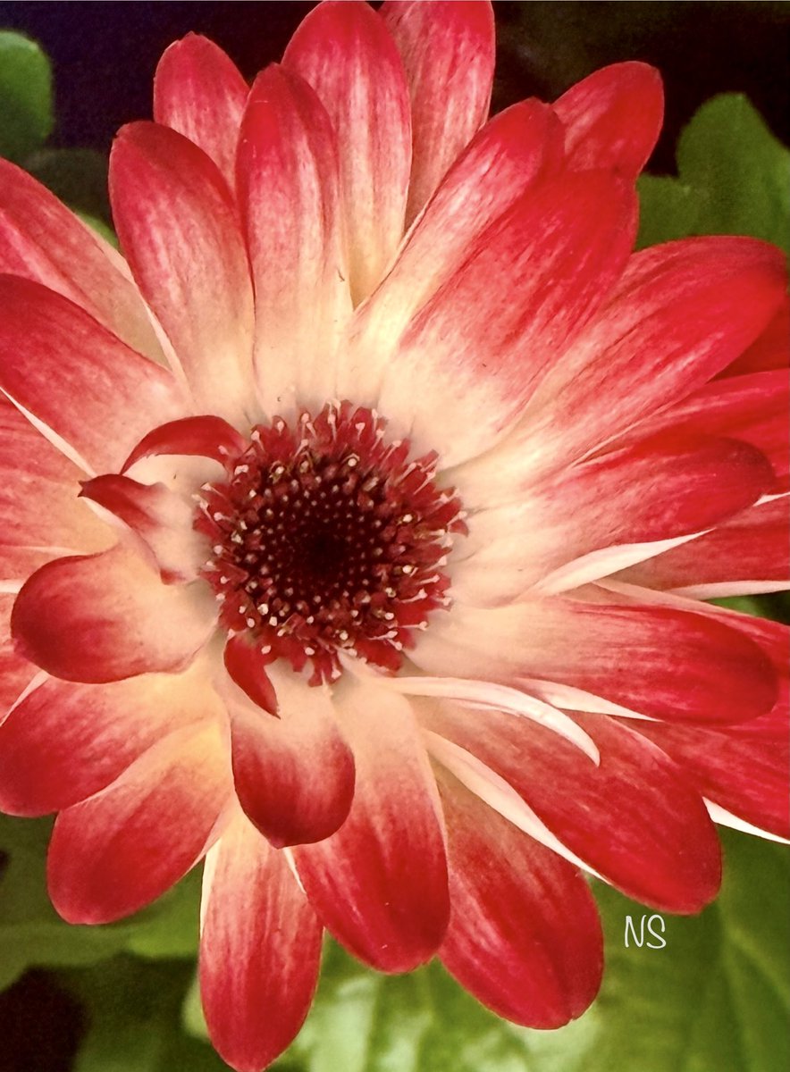 💃NS💃🇺🇸🕊 tweet media