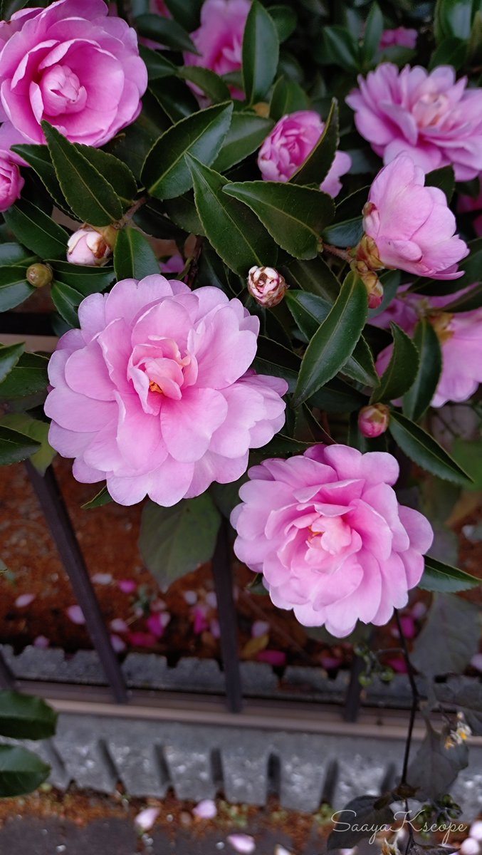 Flowers Community on X - 139.5K Members