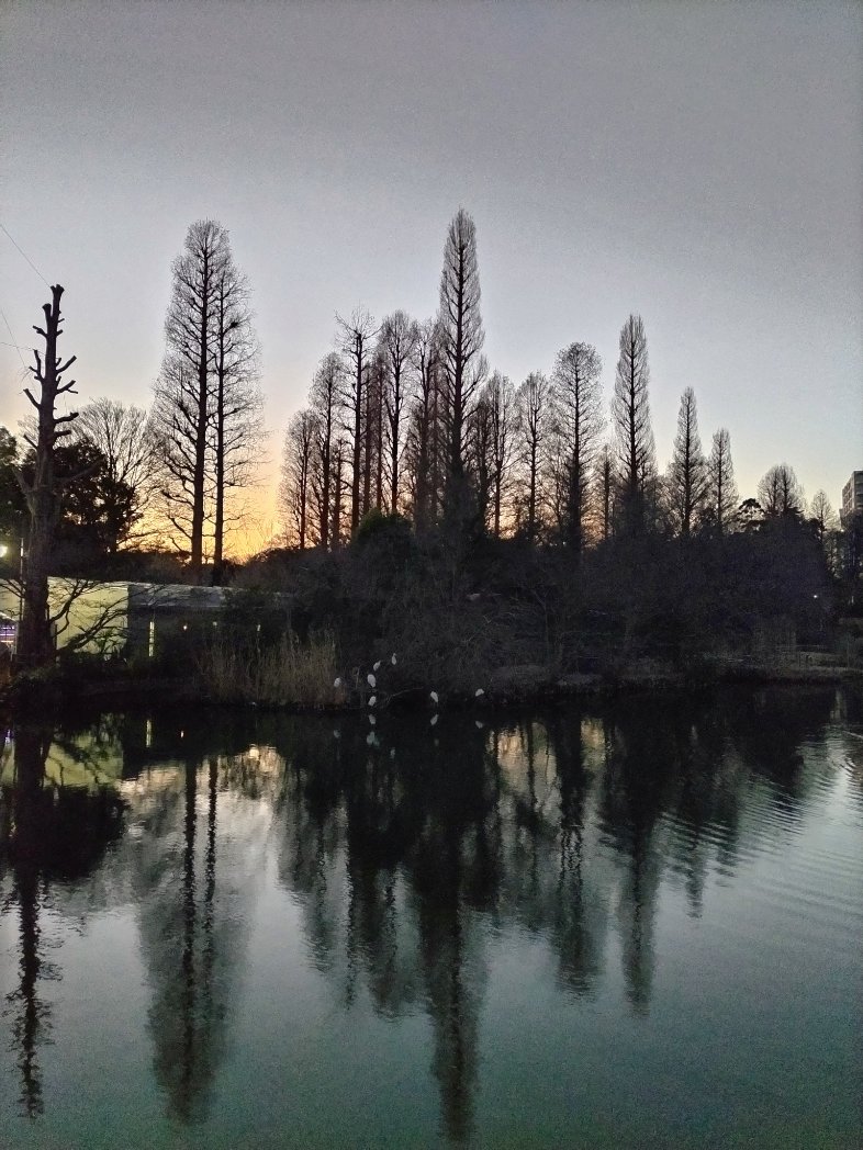 CorgiFireweed's tweet photo. こんにちは。
1月は野外活動が全然出来なかった為ポストなし。
代わりに、出退勤時に出会うこの子達をみて欲しい！

１､かわいいゴイサギちゃん
　陽を浴びてのんびり～
２､暗い中白く浮き出てしまう
コサギちゃん達　見えます？！

とても癒されてます。😀🦆 https://t.co/4aFIKGOQRV