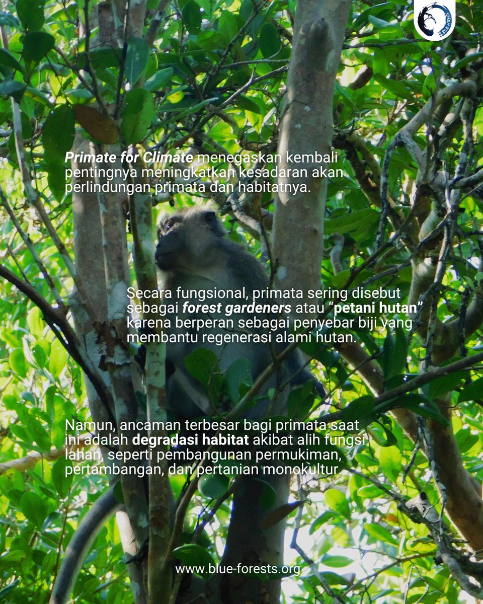 Blue Forests (Yayasan Hutan Biru) tweet media