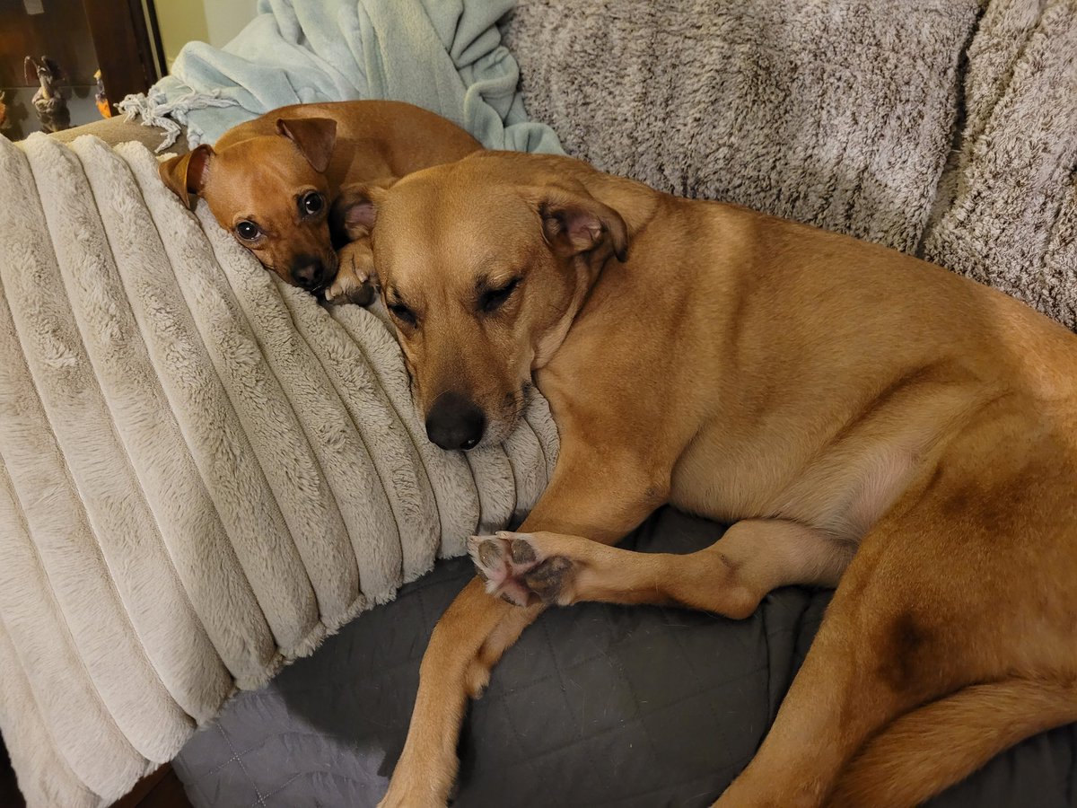 h_allyship's tweet photo. @servicerotties These babies stole my heart ❤️ Quiet mornings with them curled up beside me in a blanket and coffee. These are the best moments. Love from the ChaoticLove (CL) Wolfpack 🐾❤️ https://t.co/sZUaCU8pVS