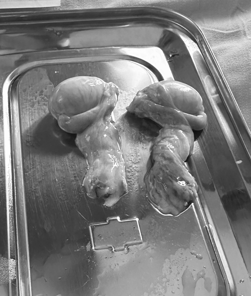 Nullo2Be tweet media