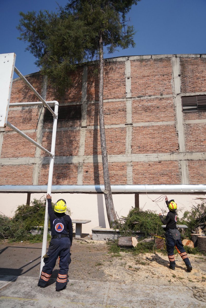 OlaMHmx's tweet photo. Como parte de las acciones de prevención y seguridad que realiza la @AlcaldiaMHmx, personal de Medio Ambiente y @MHPrevencion llevaron a cabo la poda y el retiro de árboles muertos en pie en la Secundaria Técnica No. 26 para reducir riesgos.🌳🚧 https://t.co/wIByROXXtR