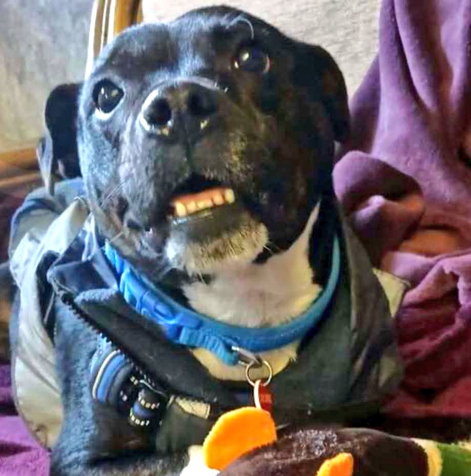 Goodnight from me, Trevor. Haven’t I got nice teef?! 

You can read more about me here: seniorstaffyclub.co.uk/adopt-a-staffy…

I’m a special boy and am looking for my special person. 

Thanks xx