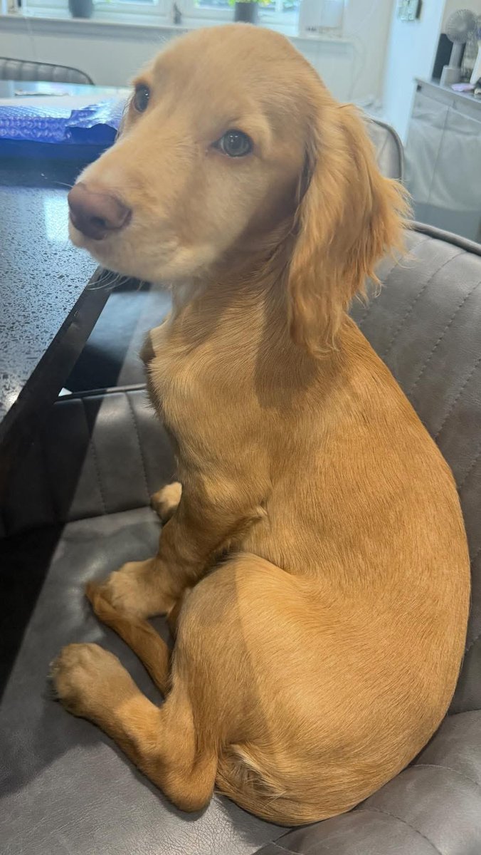 rosieDoc2's tweet photo. Please RT and 👀 search starts again 

***** Bonnie is still missing. *****

We will be searching for her again from 0900hrs at the car park at #Eskbridge. 

Sorry I can’t reply to all the posts but if there is any positive sightings please pm 

Thank you

https://t.co/B8SGcsVLkW https://t.co/pwQ96X4bmF
