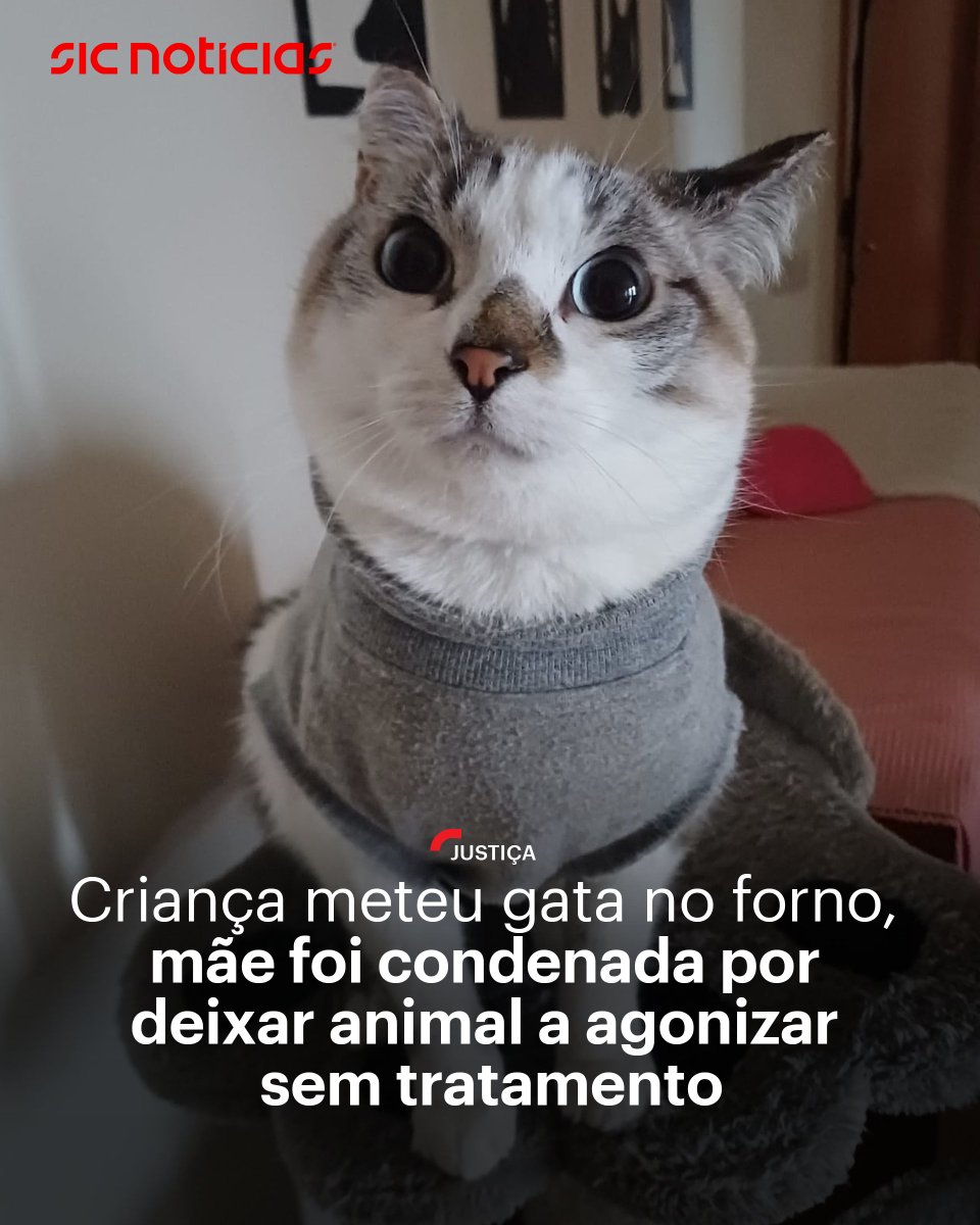 SICNoticias's tweet image. O tribunal considerou que não foi possível apurar as circunstâncias exatas do acidente, mas que a arguida agiu por omissão, ao negar deliberadamente assistência médica ao animal.

Saiba mais em: bit.ly/4qOt0Lp

#animais #justica #pais #portugal #news #sicnoticias