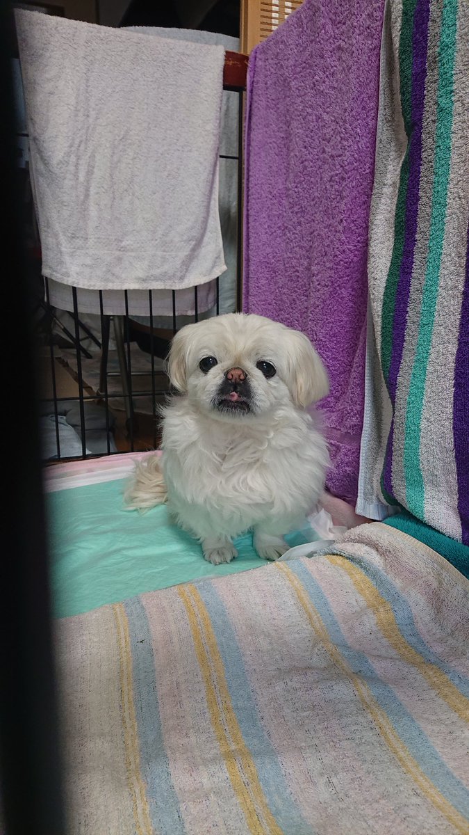 かおりん (@shiro0201_111) on Twitter photo 