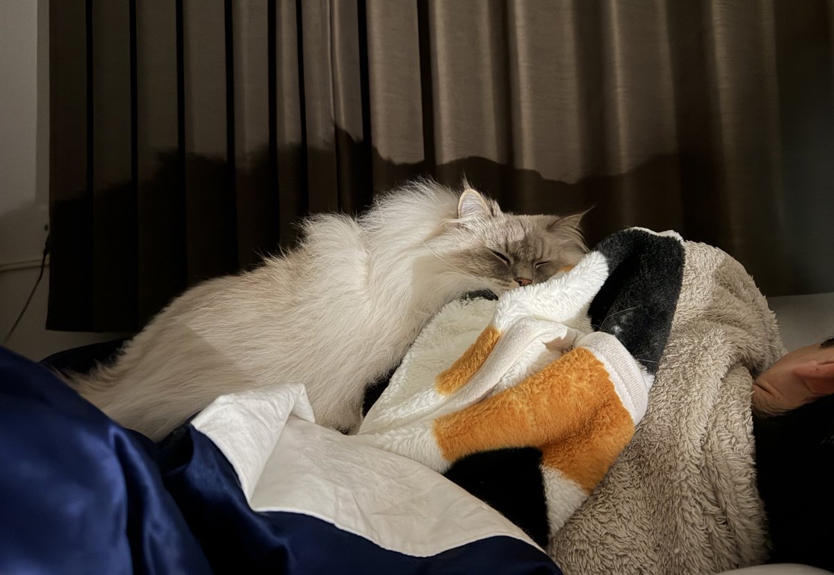 いれぶん、父のこと無視するくせに
寝てる父にはベッタベタでかわいい
私とも寝てくれ