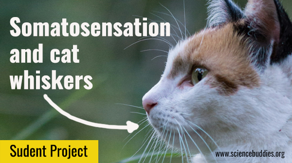 ScienceBuddies's tweet image. How do cats navigate the world?

Students learn about somatosensation and use a maze to find out: sbgo.org/catwhiskers26-…

#sciencefair #scienceproject #STEM #animalscience