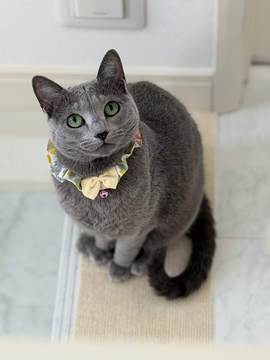 LisaLisa200601's tweet image. おはようニャン😺😺

#ねこ
#ロシアンブルー
#リサリサとリリー
#ねこのきもち