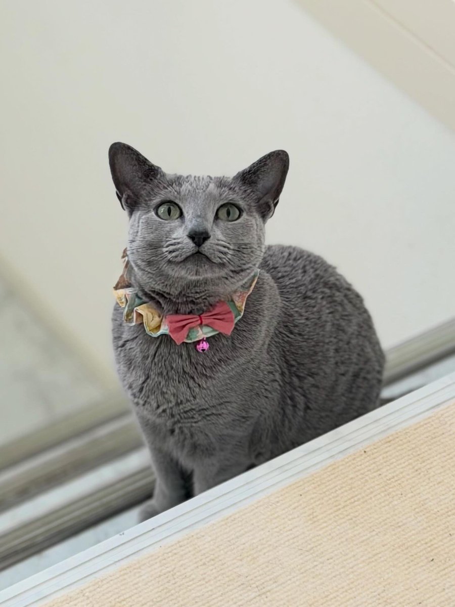 LisaLisa200601's tweet image. おはようニャン😺😺

#ねこ
#ロシアンブルー
#リサリサとリリー
#ねこのきもち