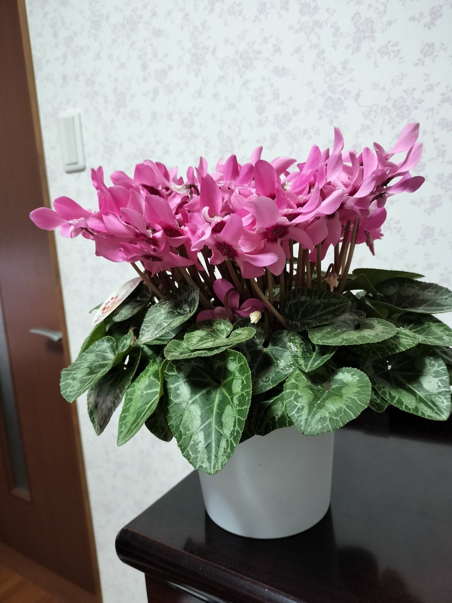 去年買ったシクラメン🌹 今も満開で和ませてもらってます