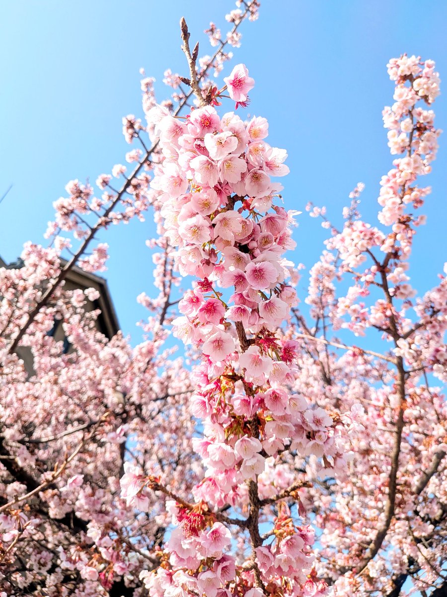 糸川遊歩道あたみ桜🌸