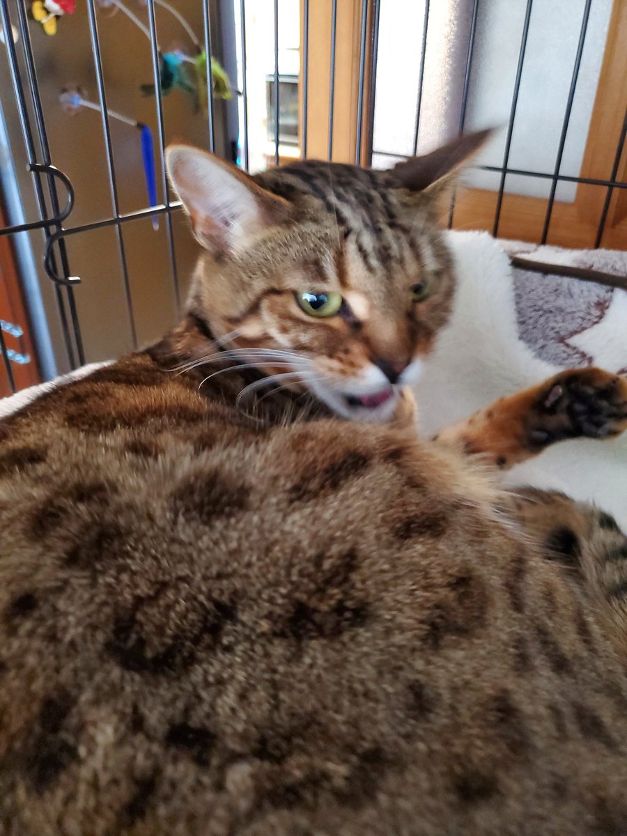 おはにゃん！ フライデー‼️(=^ェ^=)