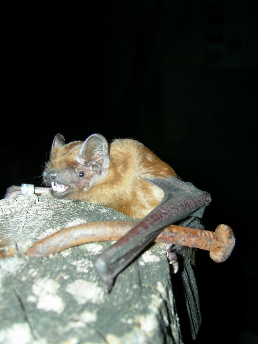 멧박쥐 은근 이런 짤 보여서 웃겼어요 아니 왜 ㅋㅋㅋㅋ 관상은 진중해보이면서 ㅋㅋㅋㅋㅋ