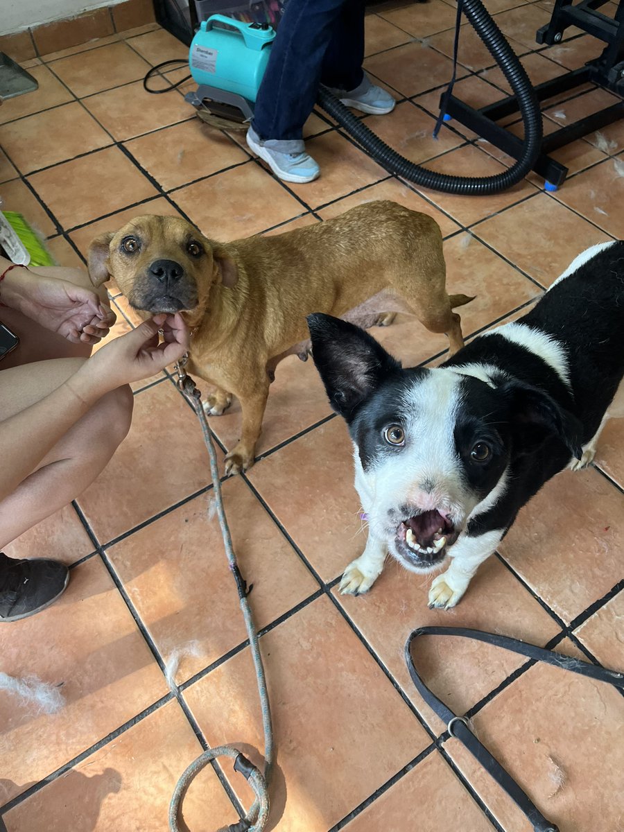 Camila y Esperancita.🩷

Esperancita sale en casi todas las fotos 😅🐾
No les habíamos contado, pero se está haciendo un poquito celosa.

Si ve que le estamos prestando atención a otro de los rescatados, ella llega rapidísimo como diciendo:
“Oigan… aquí estoy yo también” 🥹💗