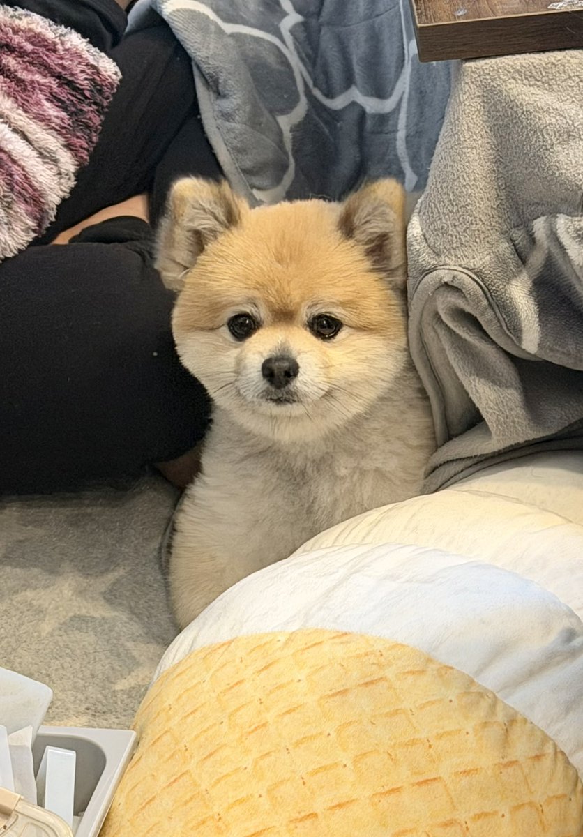 デカポメ🐶⛩️ポルくん🗼 (@AccessoryshopF) / Posts / X