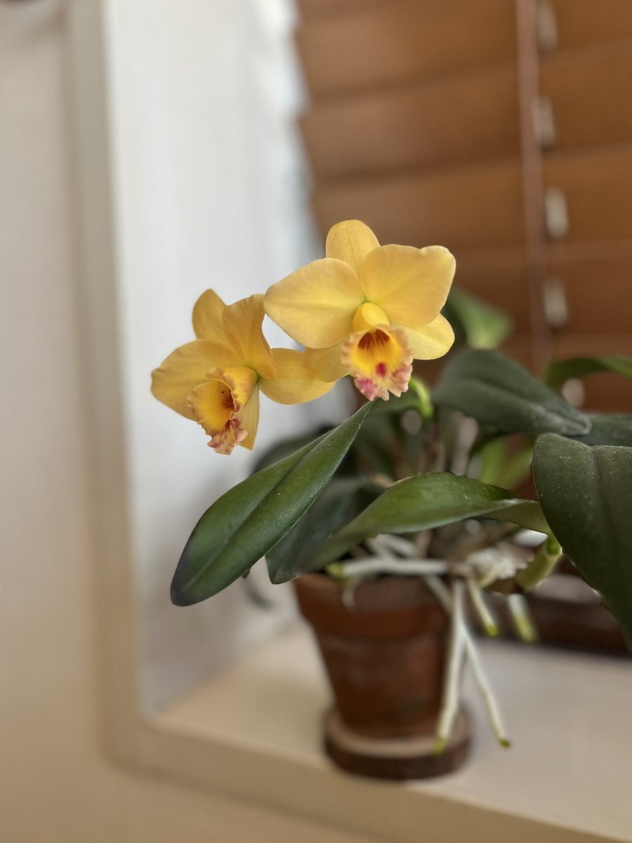 前回はほぼレモン色一色だったけど今回は初花の時に近い色合いで咲いた。黄色っぽい桃みたいな色

C. Itsy Bitsy（alaorii×Beaufort）