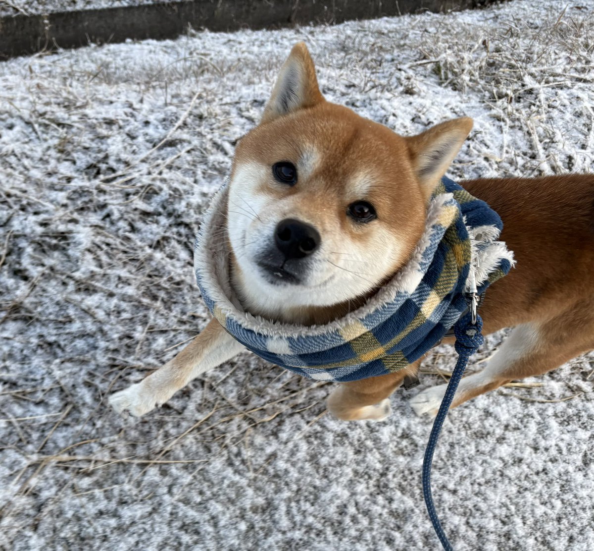 名前を呼ぶと、なぁに？って見上げてくれる顔が好き❤️ #柴犬 #柴犬のいる暮らし #愛犬 #犬のいる暮らし