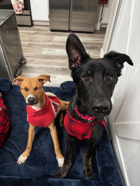 POV: you adopt the most loyal dog you’ve ever met and never pee alone again!

This is SoFly. He's loving and a total people pleaser. 

He's great on on a leash, loves car rides, is potty trained and dog-door trained.

Interested in adopting him? Email foster@animalfoundation.com!