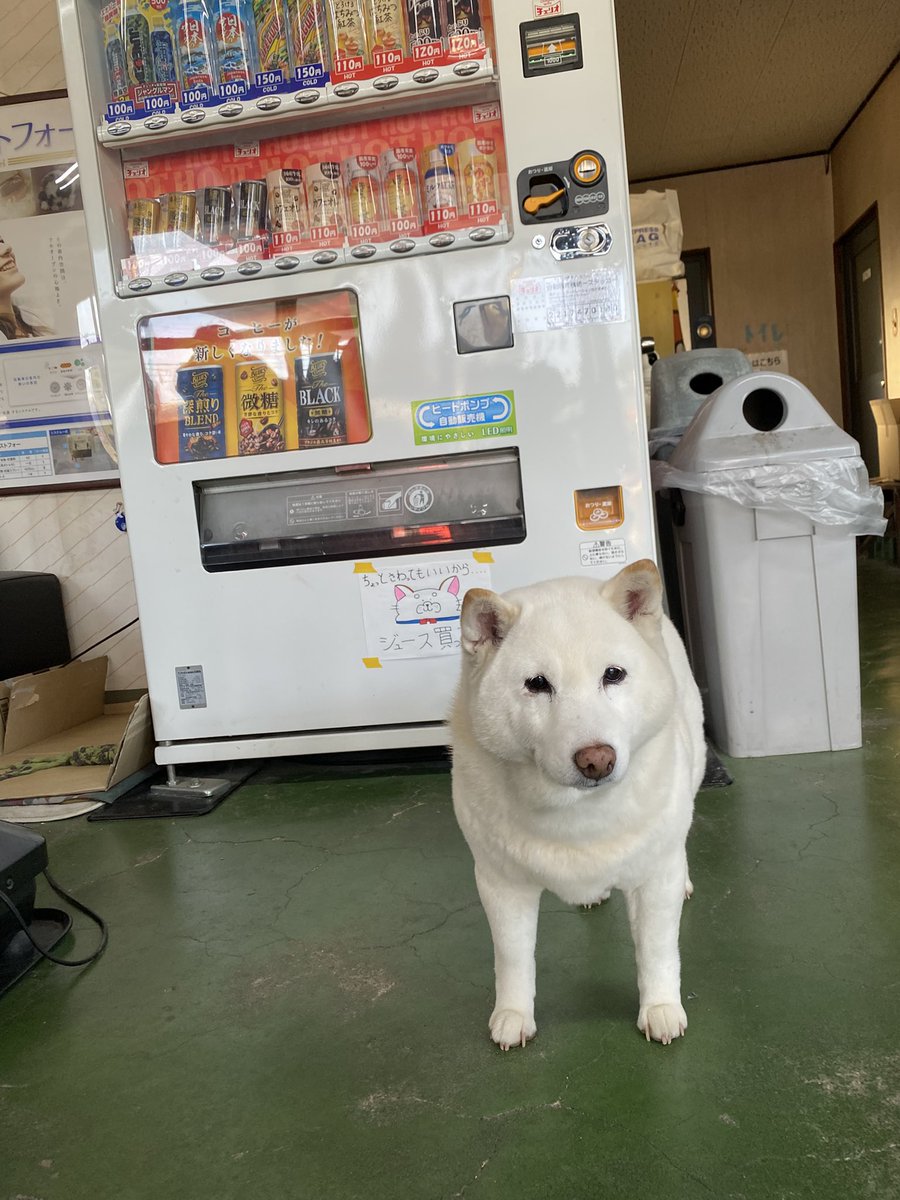 チェリオ 【公式】 (@cheeriojp) / Posts / X