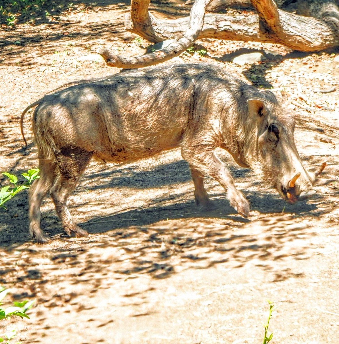 anunez58's tweet image. Sam Raimi - Send Help 🥾🍣🥾
@SamRaimiUpdates @RachelMcAdamsCL #SendHelp #vango