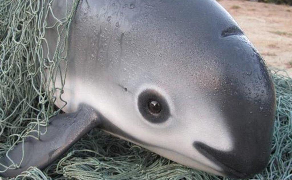 AnimalGeoLife's tweet image. you probably have no idea what this animal is

this is the vaquita, the smallest porpoise and also the most endangered

there are only 12 remaining in the whole world, and the fact that no one talks about them makes me so sad. we need to raise awareness and save these creatures…