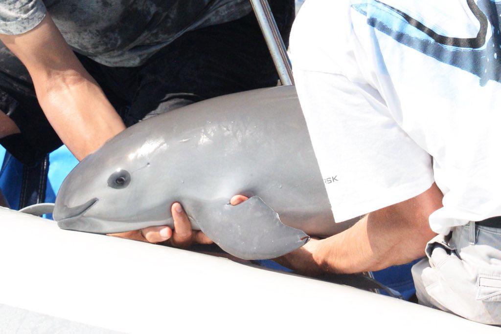 AnimalGeoLife's tweet image. you probably have no idea what this animal is

this is the vaquita, the smallest porpoise and also the most endangered

there are only 12 remaining in the whole world, and the fact that no one talks about them makes me so sad. we need to raise awareness and save these creatures…