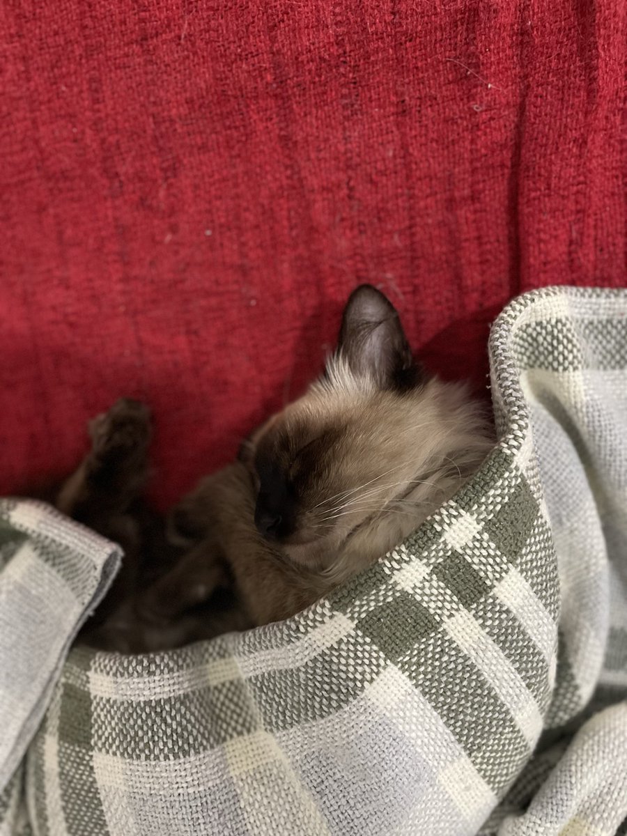 _hblucas's tweet photo. Aproveitando a trend minha gata pra “biscoitar” A Minha Gata!! #Gyna https://t.co/d93ux9Fc6g