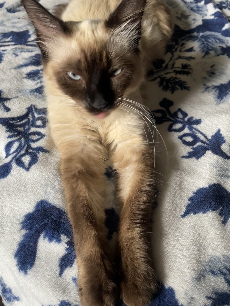 _hblucas's tweet photo. Aproveitando a trend minha gata pra “biscoitar” A Minha Gata!! #Gyna https://t.co/d93ux9Fc6g
