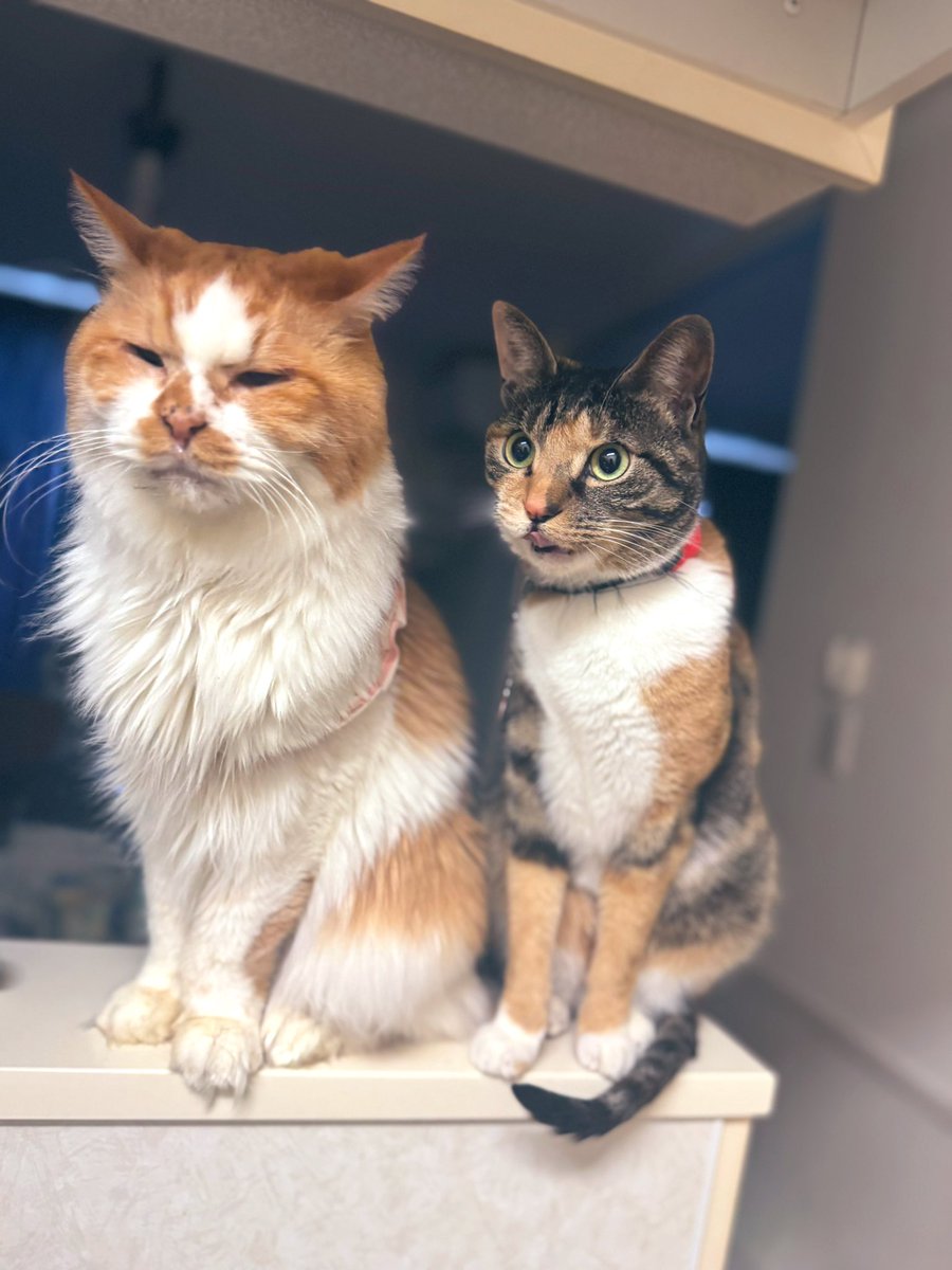 イチャイチャして変顔すな